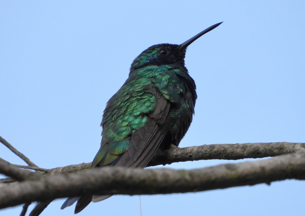 Colibrí Rutilante - ML614791574