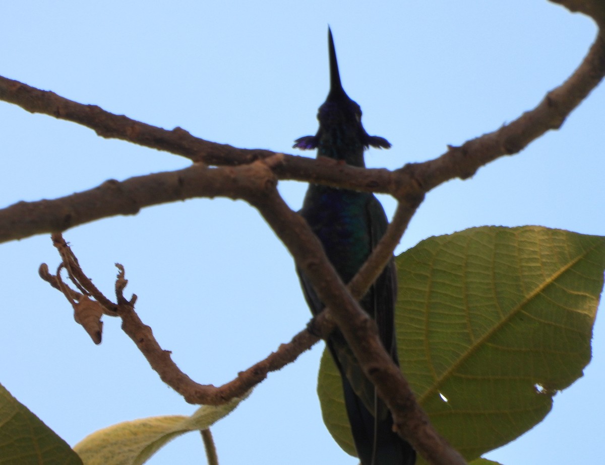 Colibrí Rutilante - ML614791577