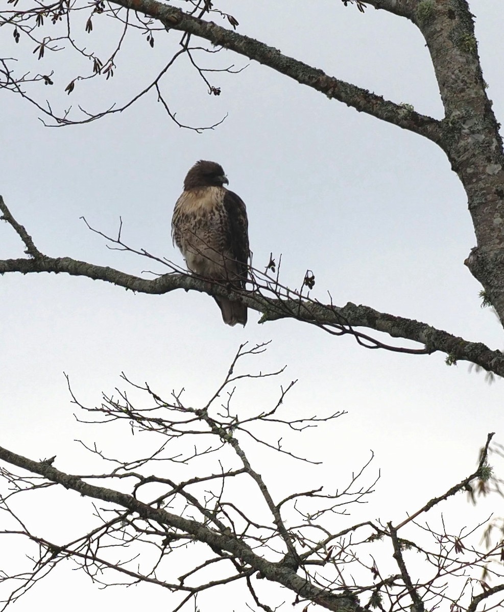 Red-tailed Hawk - royann petrell