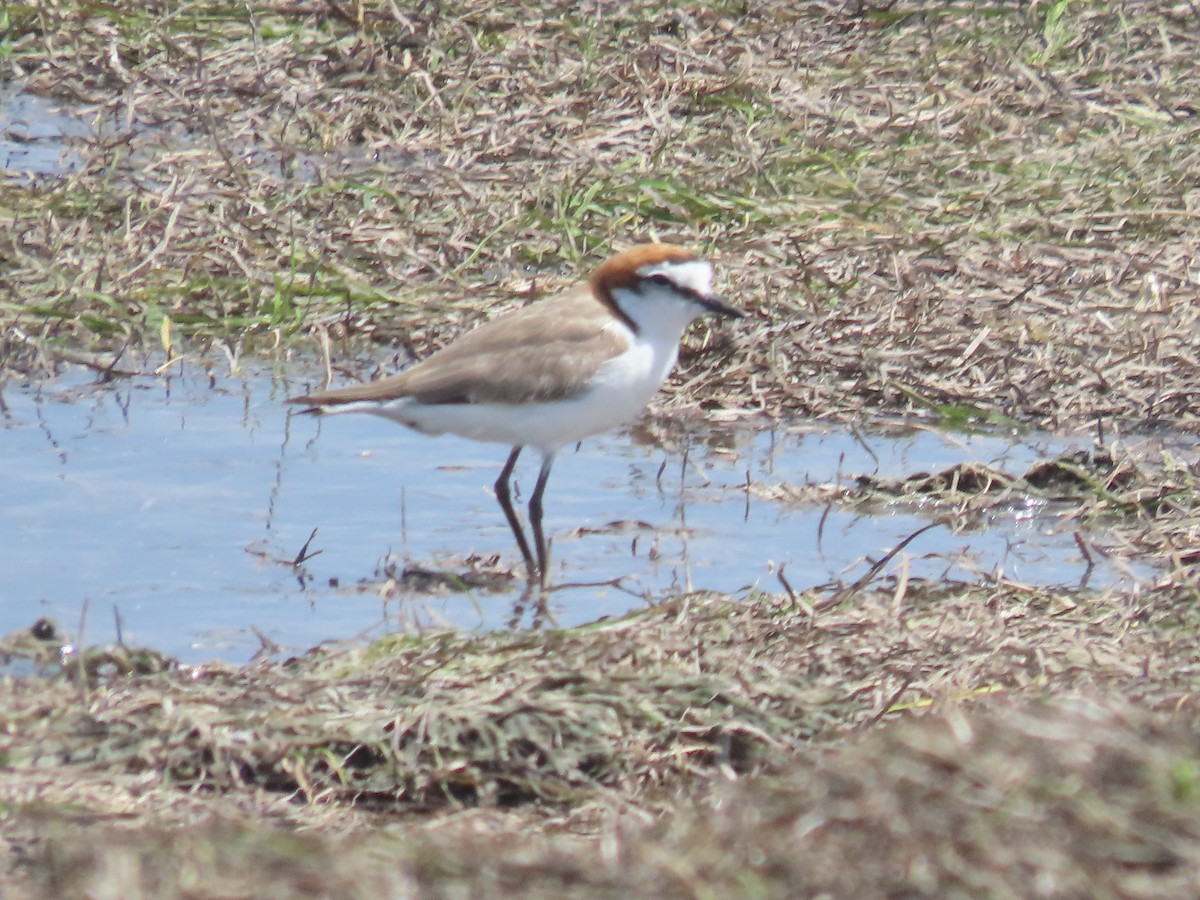Red-capped Plover - ML614791652