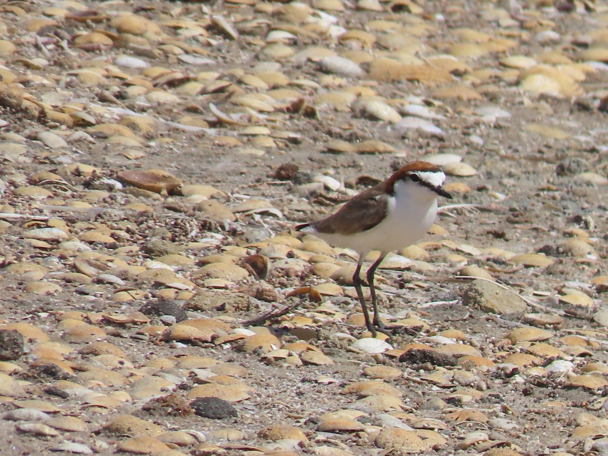 Red-capped Plover - ML614791653