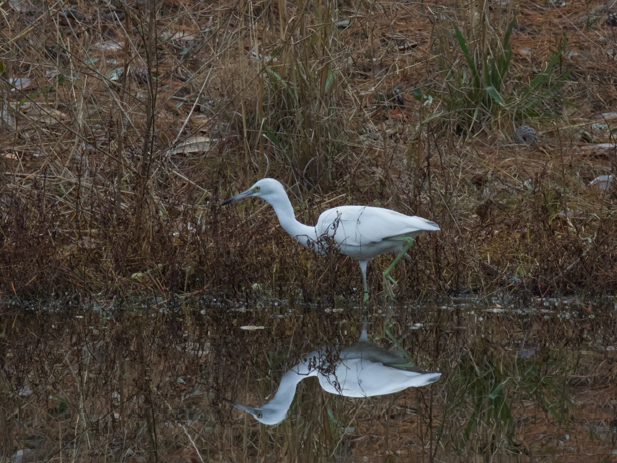Little Blue Heron - ML614791657