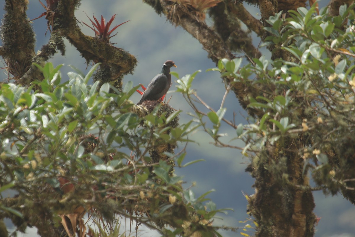 Band-tailed Pigeon - Darwin Moreno
