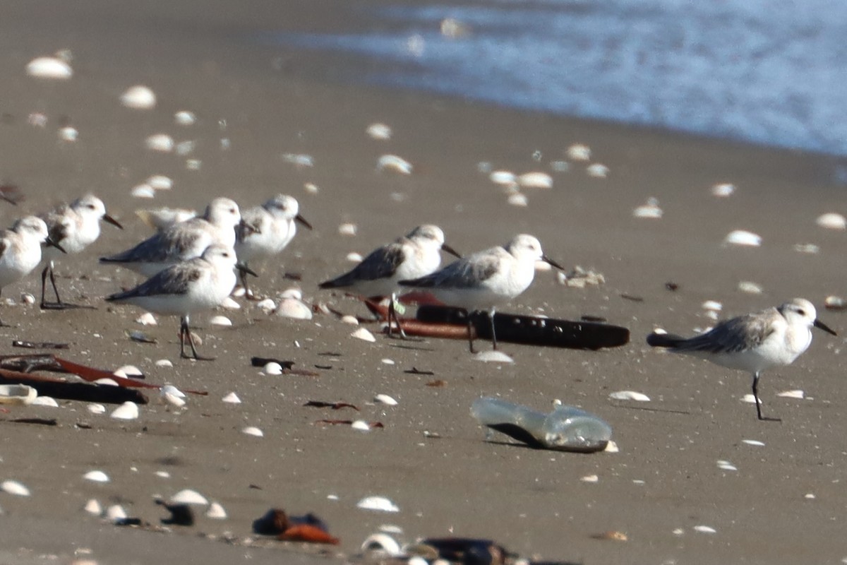 Bécasseau sanderling - ML614791708