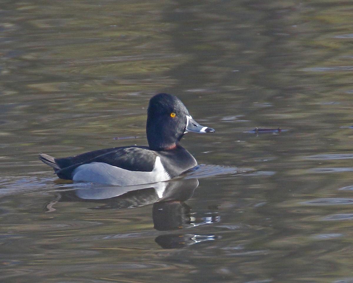 Ring-necked Duck - ML614791754