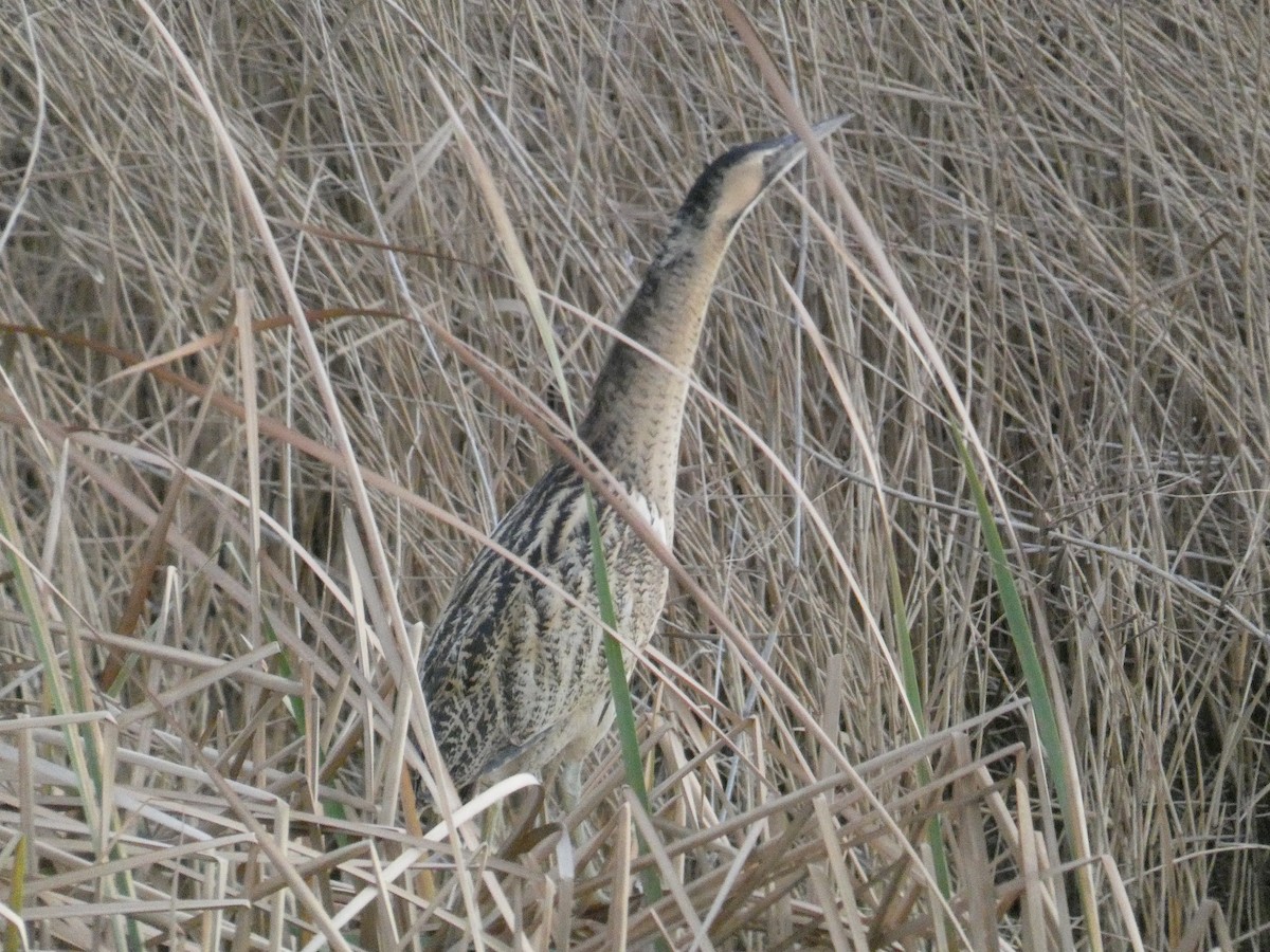 Great Bittern - ML614791779