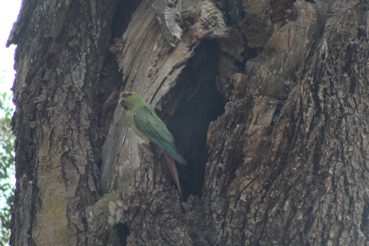 Slender-billed Parakeet - ML614791786