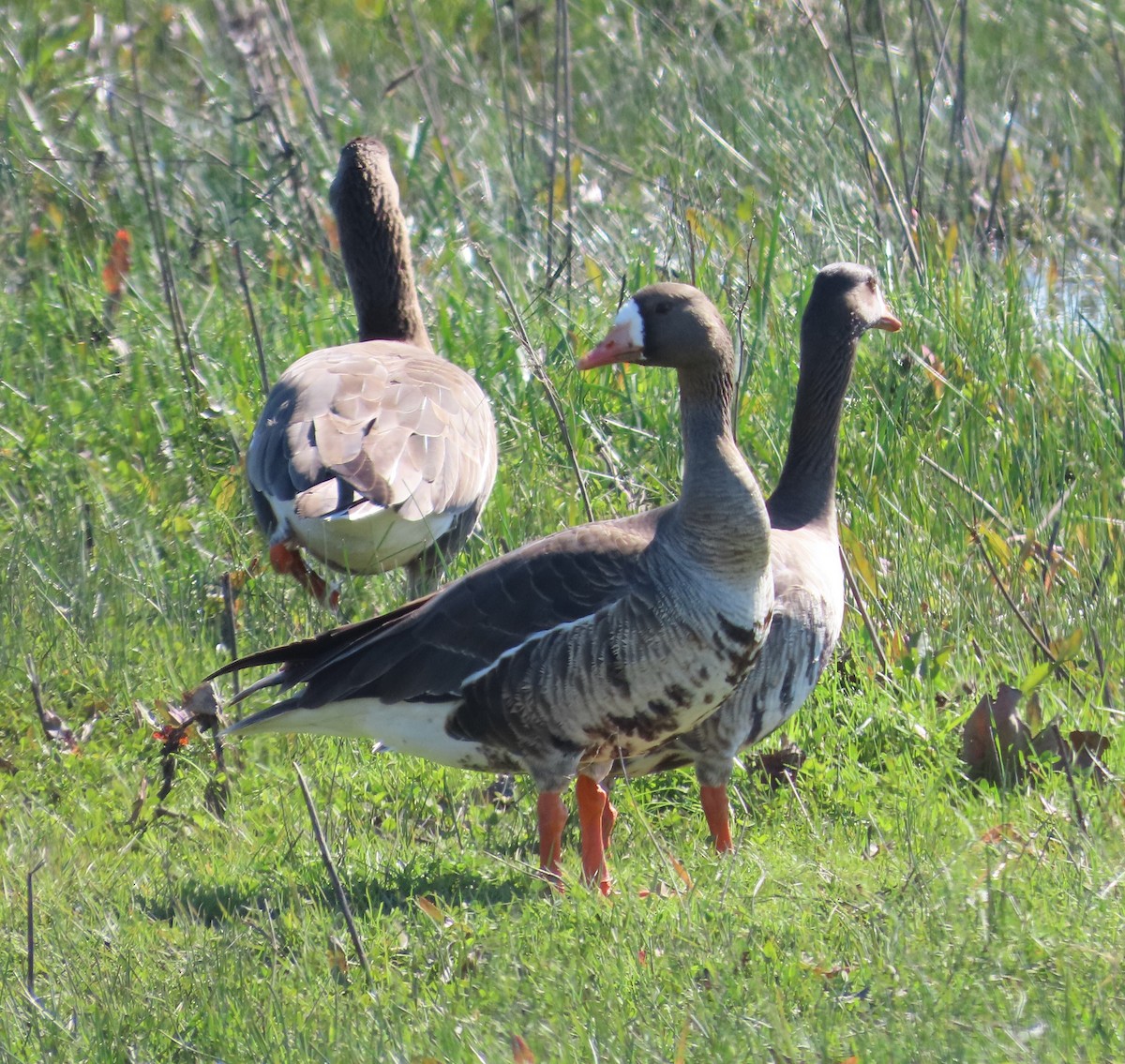Greater White-fronted Goose - ML614791794