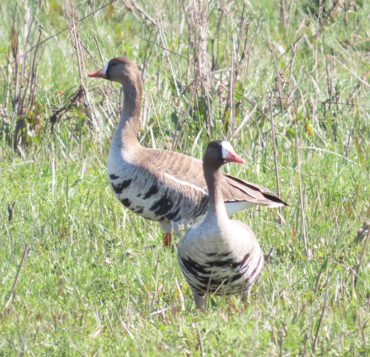 Greater White-fronted Goose - ML614791795