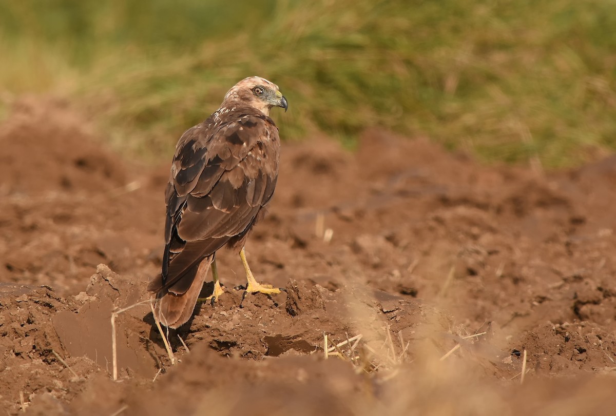 Western Marsh Harrier - ML614791796