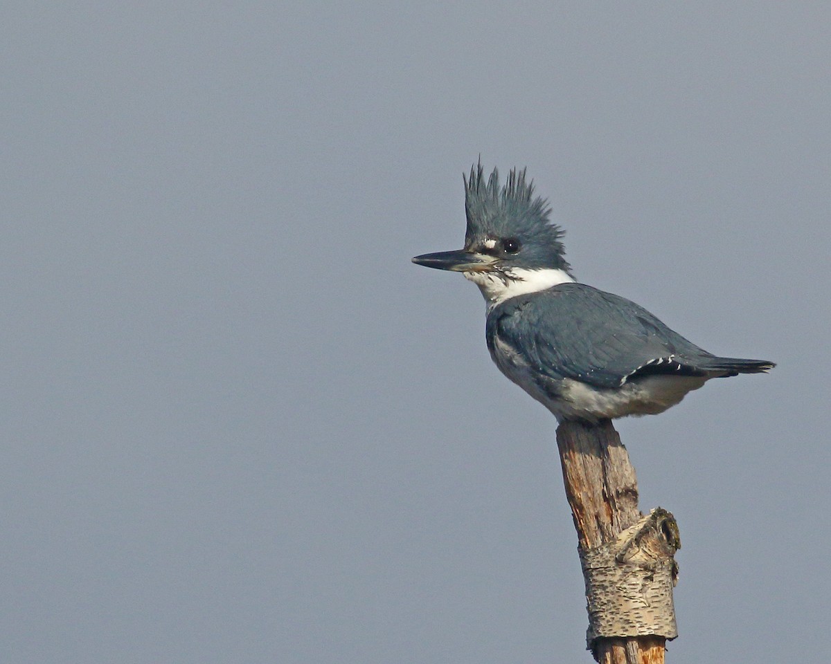 Belted Kingfisher - ML614791797