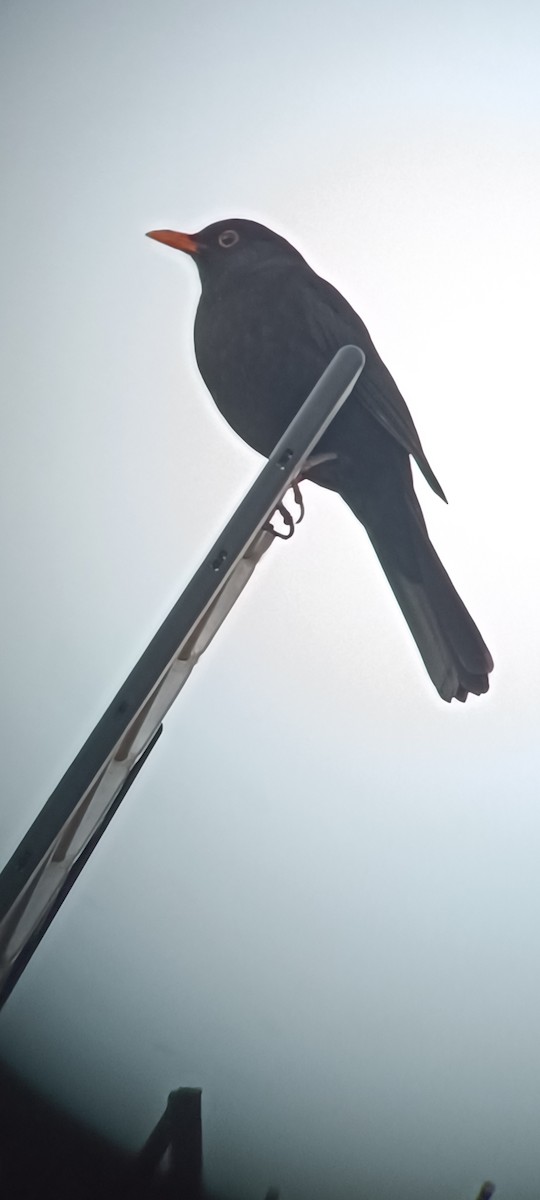 Eurasian Blackbird - ML614791805
