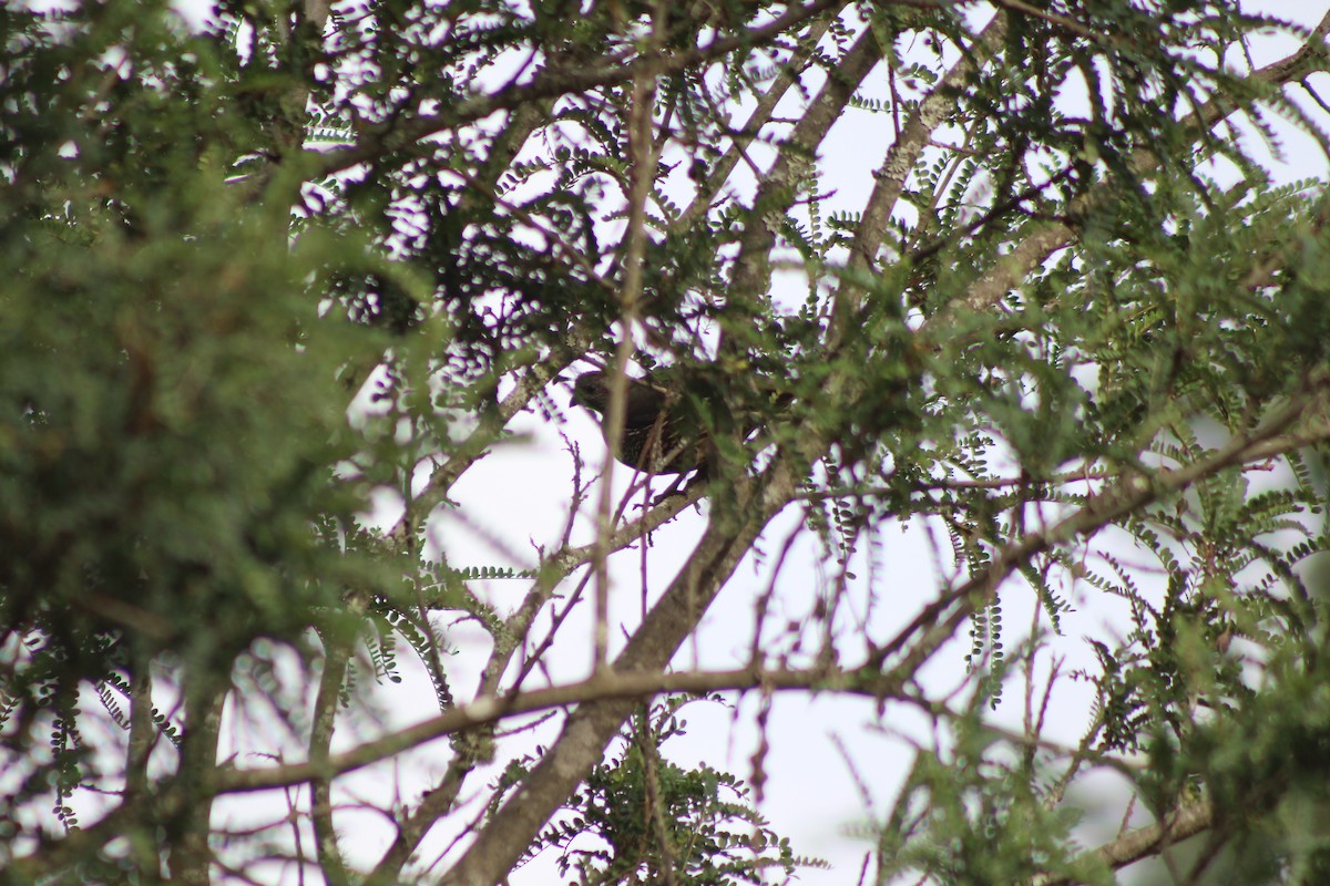 California Quail - ML614791869