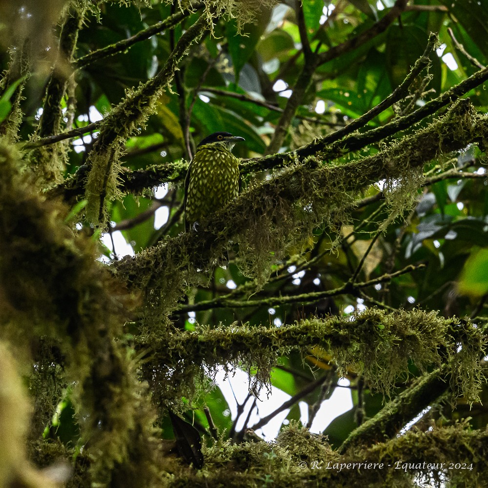 Cotinga écaillé - ML614791934