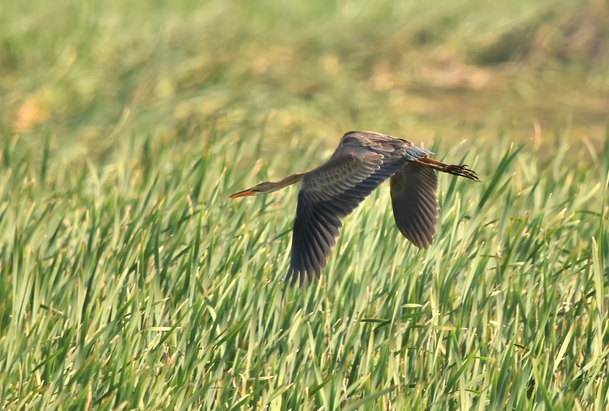Purple Heron - ML614791946
