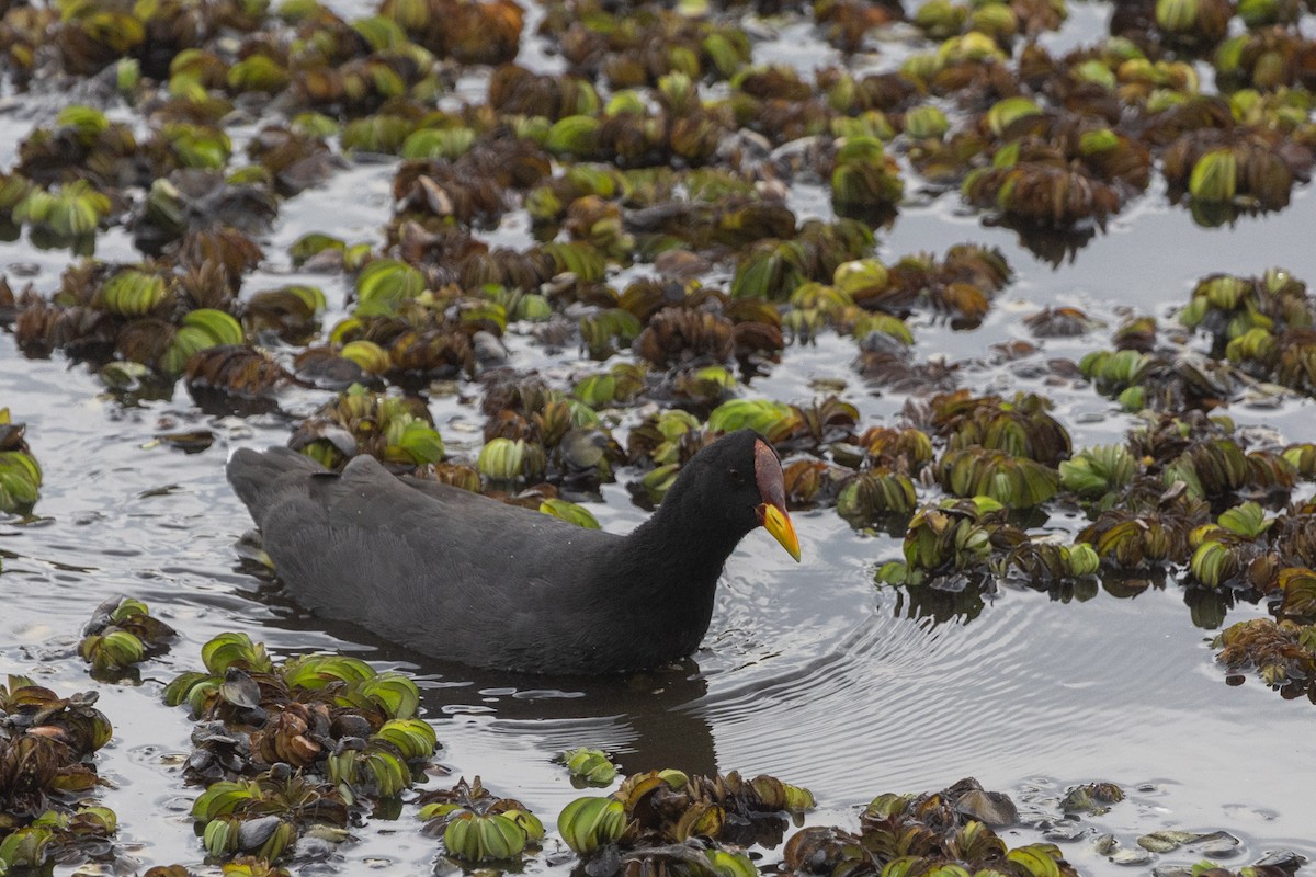 Red-fronted Coot - ML614791993
