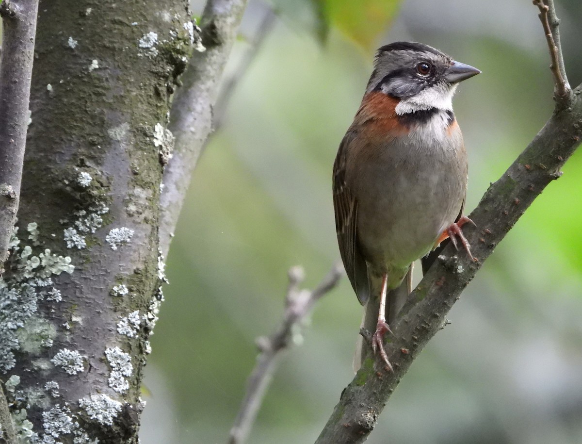 Rufous-collared Sparrow - ML614791995