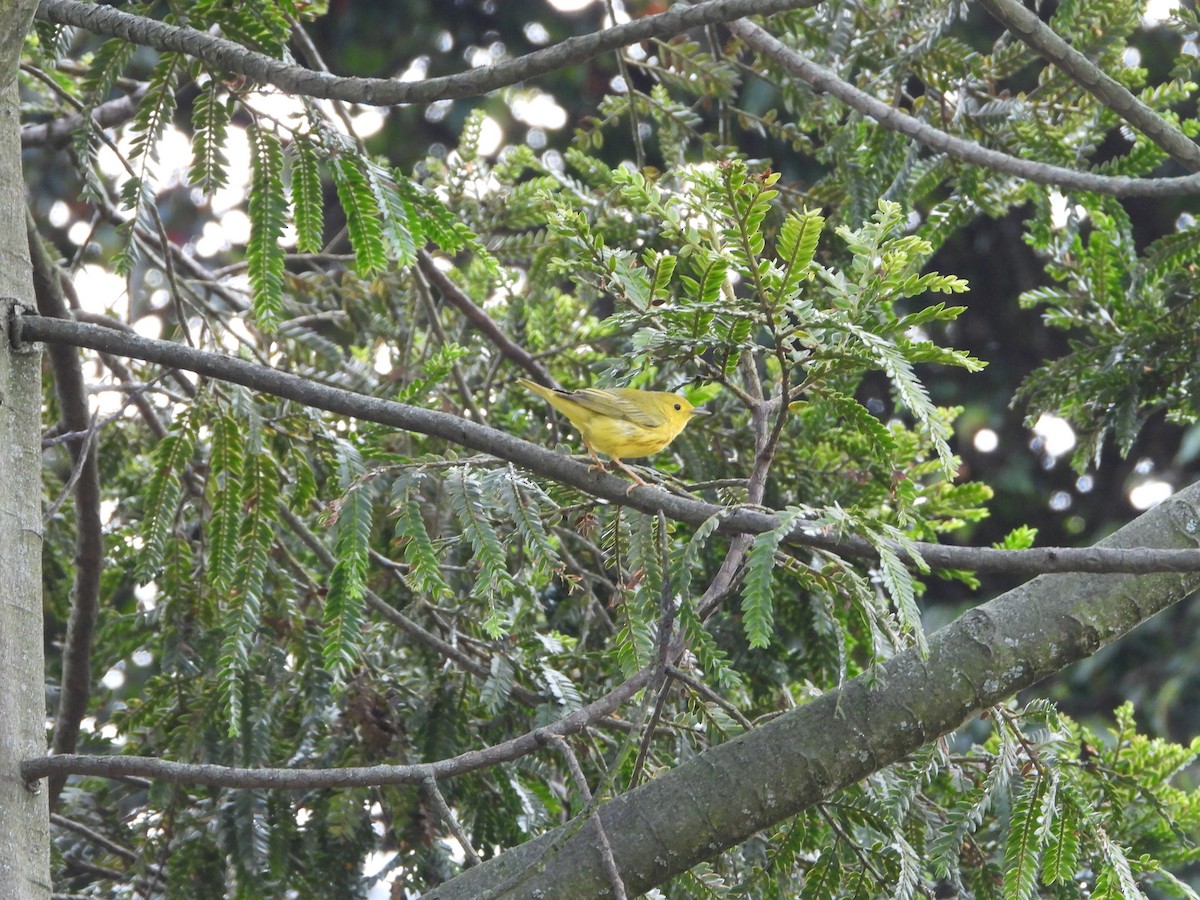 Paruline jaune - ML614792008