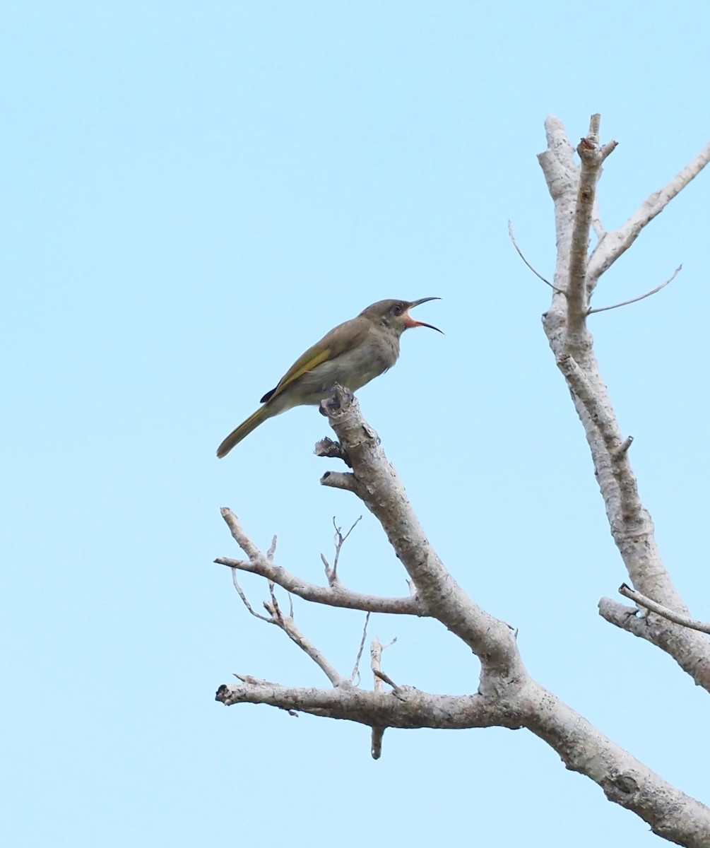 Dark-brown Honeyeater - ML614792030