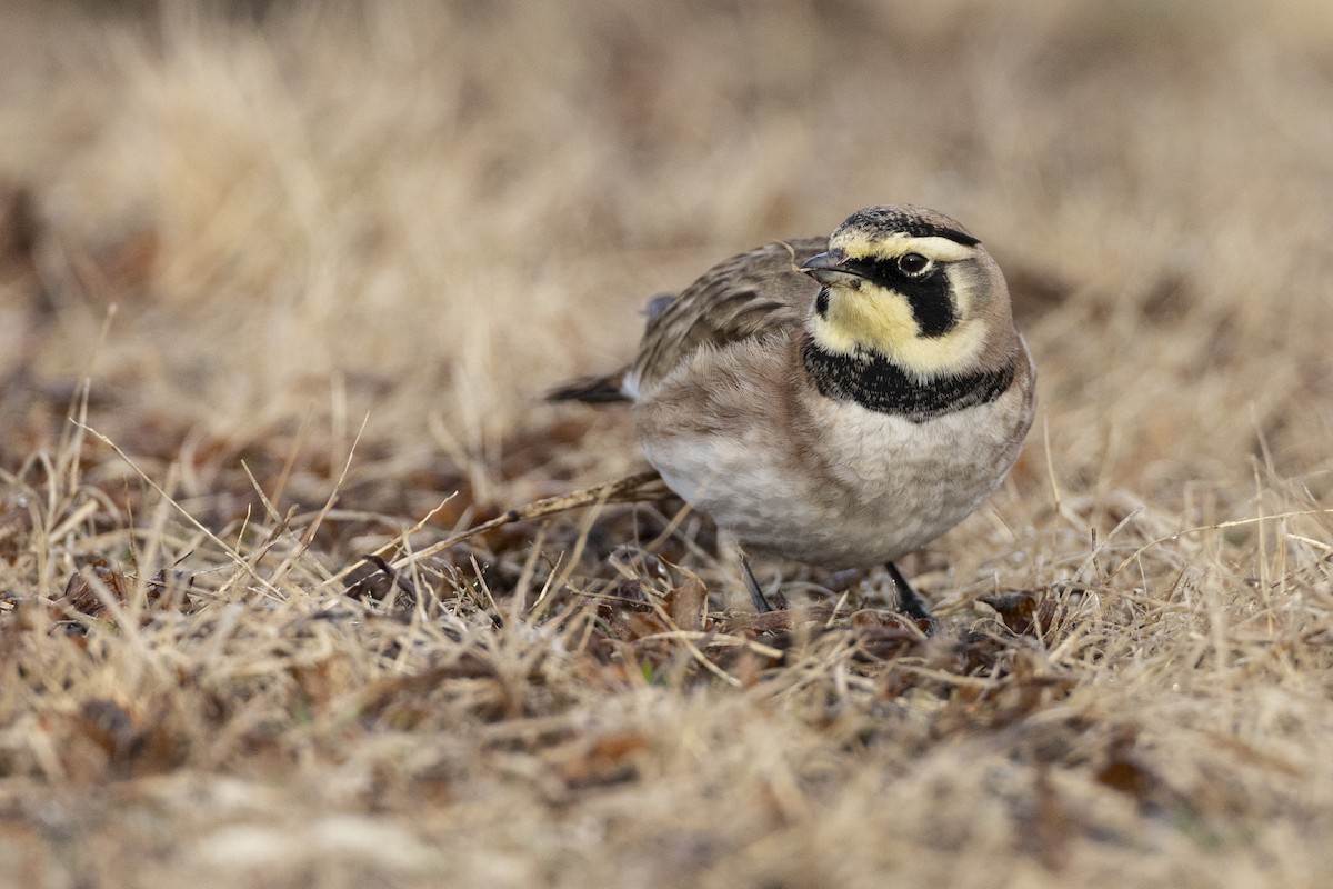 Horned Lark - ML614792032