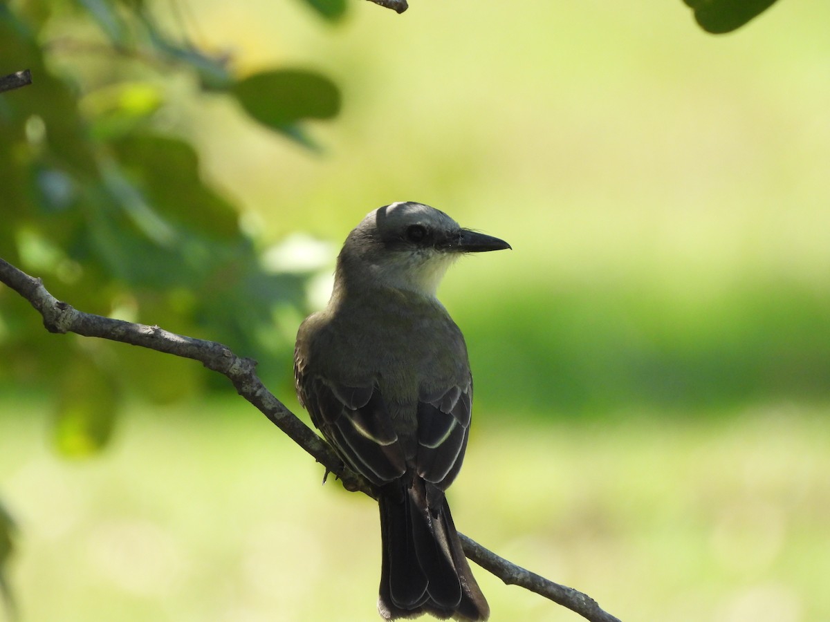 Tropical Kingbird - Yanira Cifuentes Sarmiento