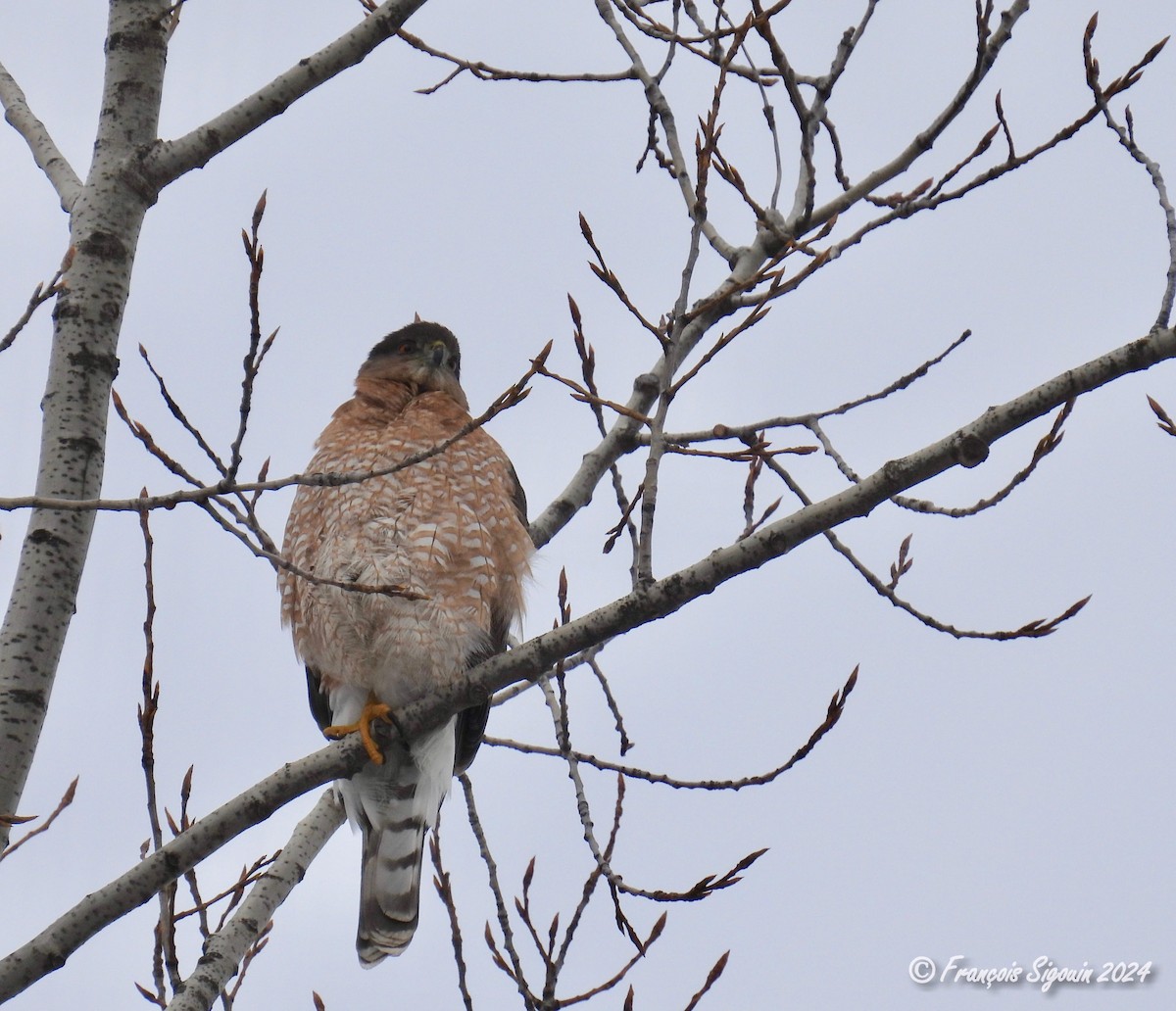 Cooper's Hawk - ML614792070