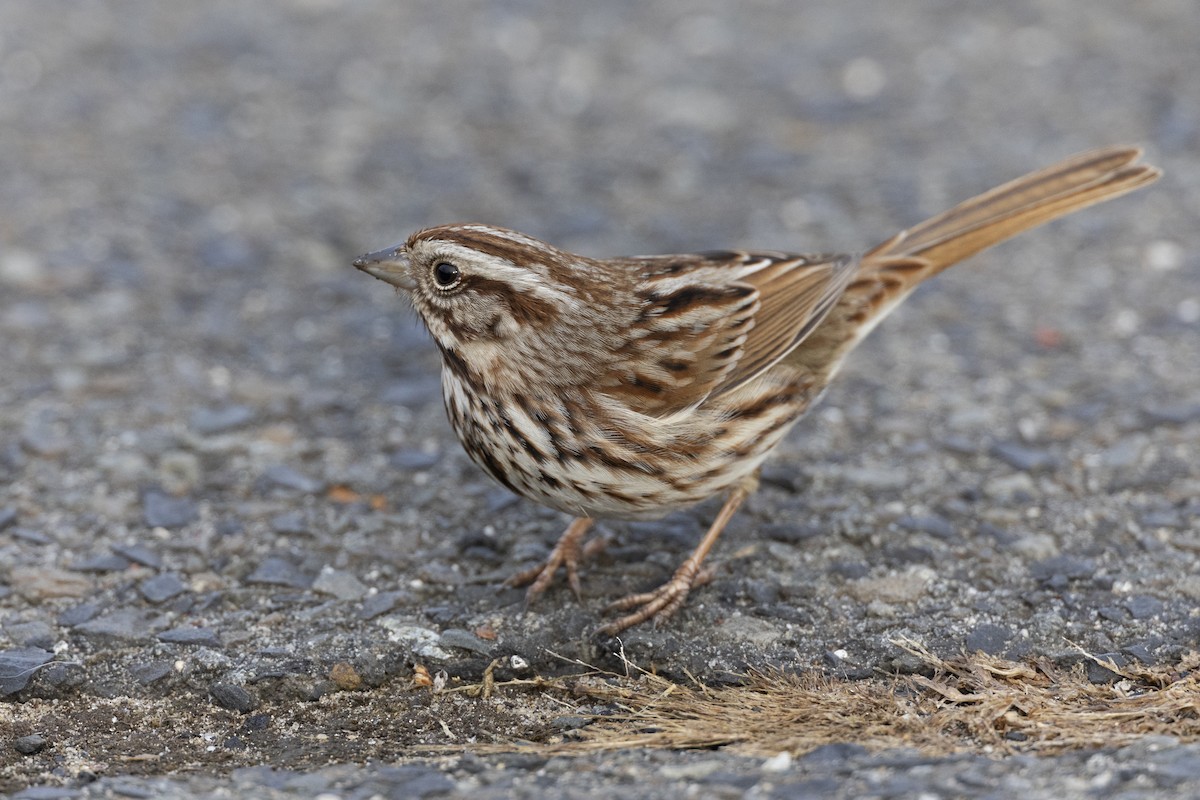 Song Sparrow (melodia/atlantica) - ML614792111