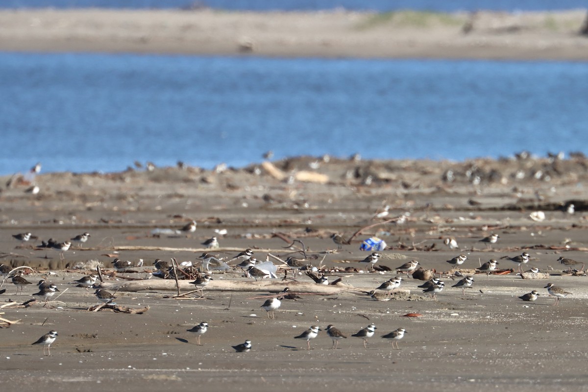 Wilson's Plover - ML614792133