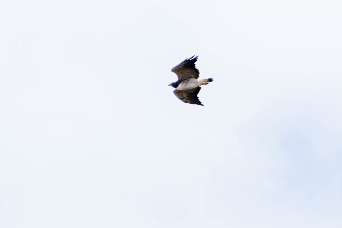 White-tailed Hawk - ML614792142