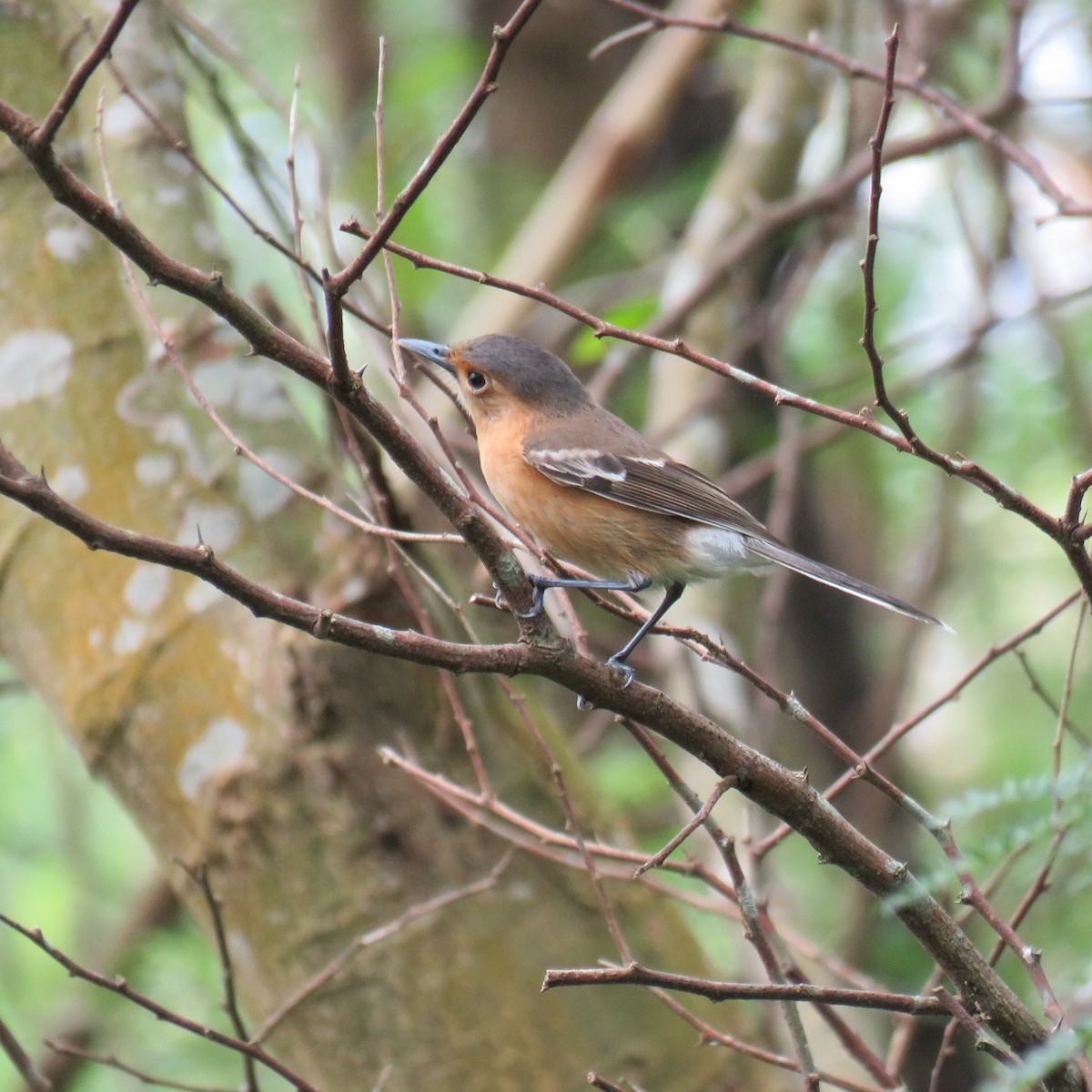 Tinian Monarch - ML614792147