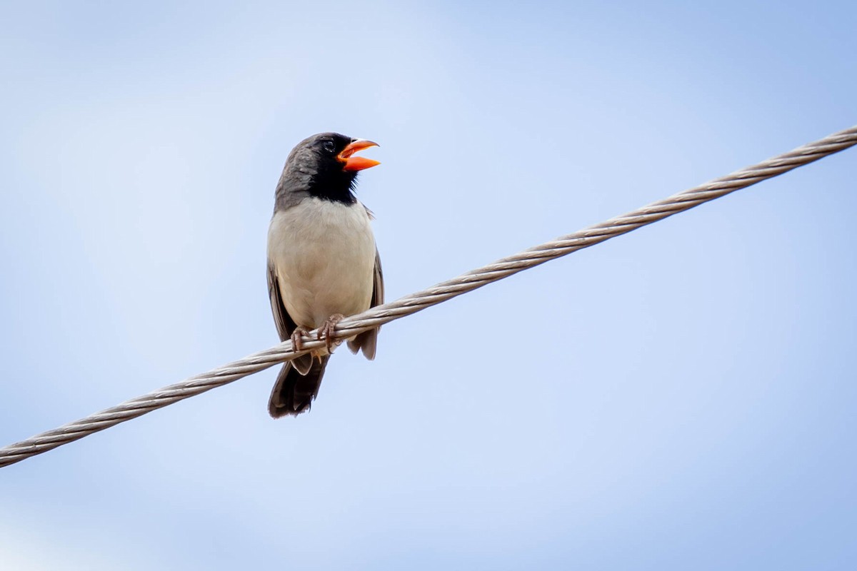 Black-throated Saltator - ML614792168