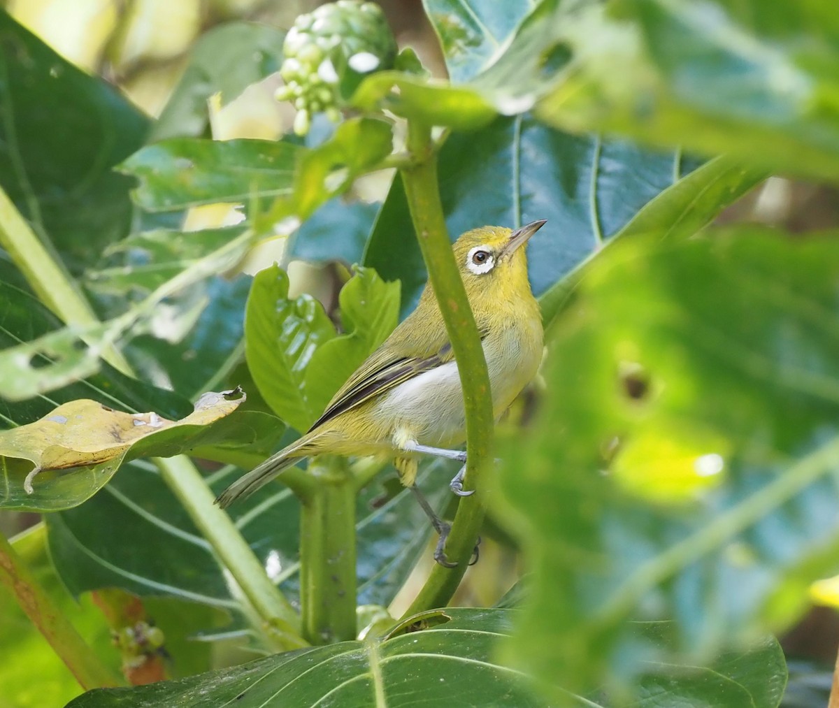 Small Lifou White-eye - Rosario Douglas