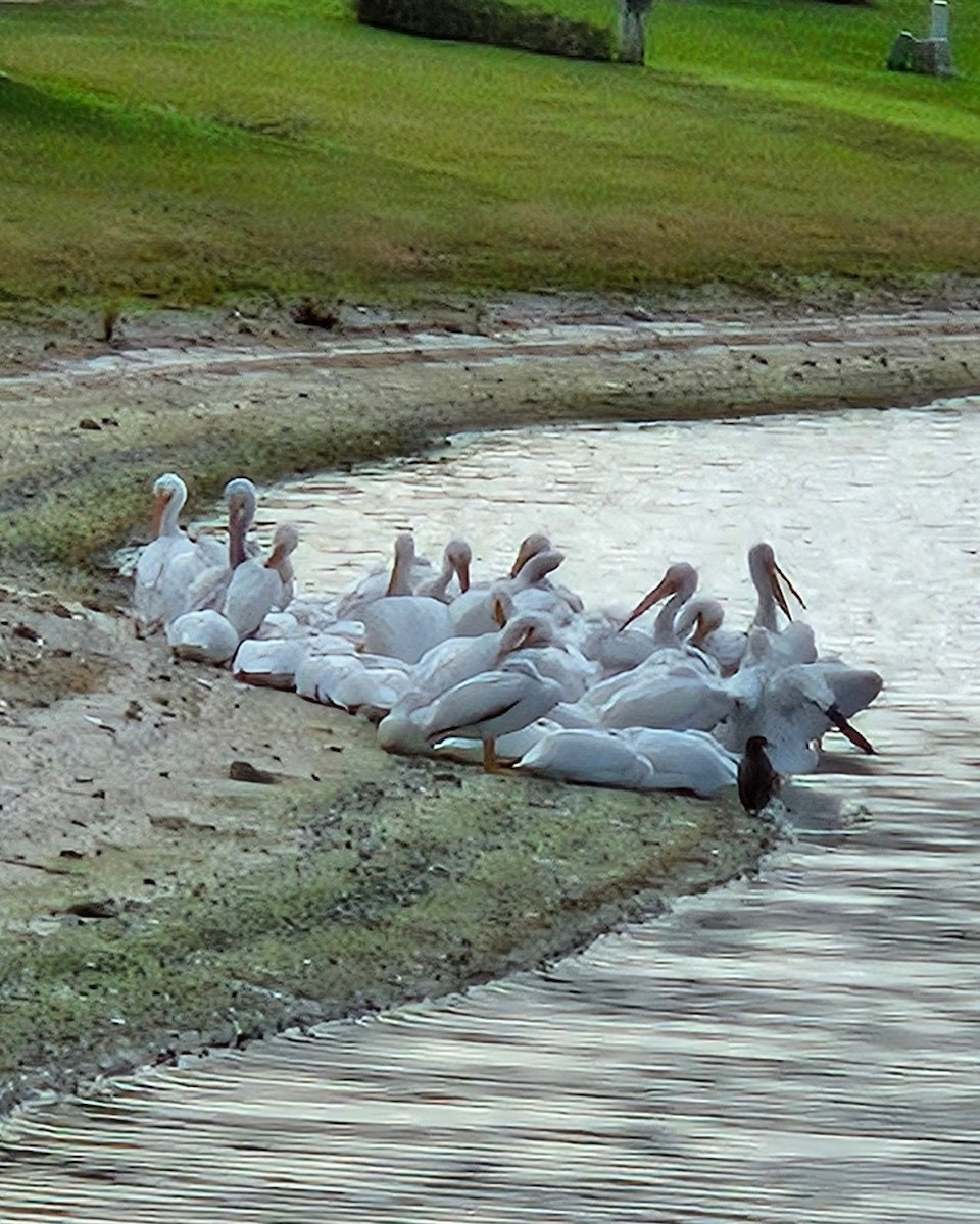 American White Pelican - ML614792190