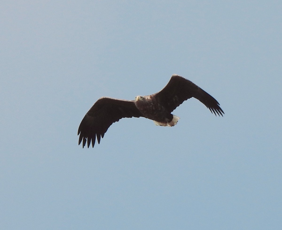 White-tailed Eagle - ML614792203