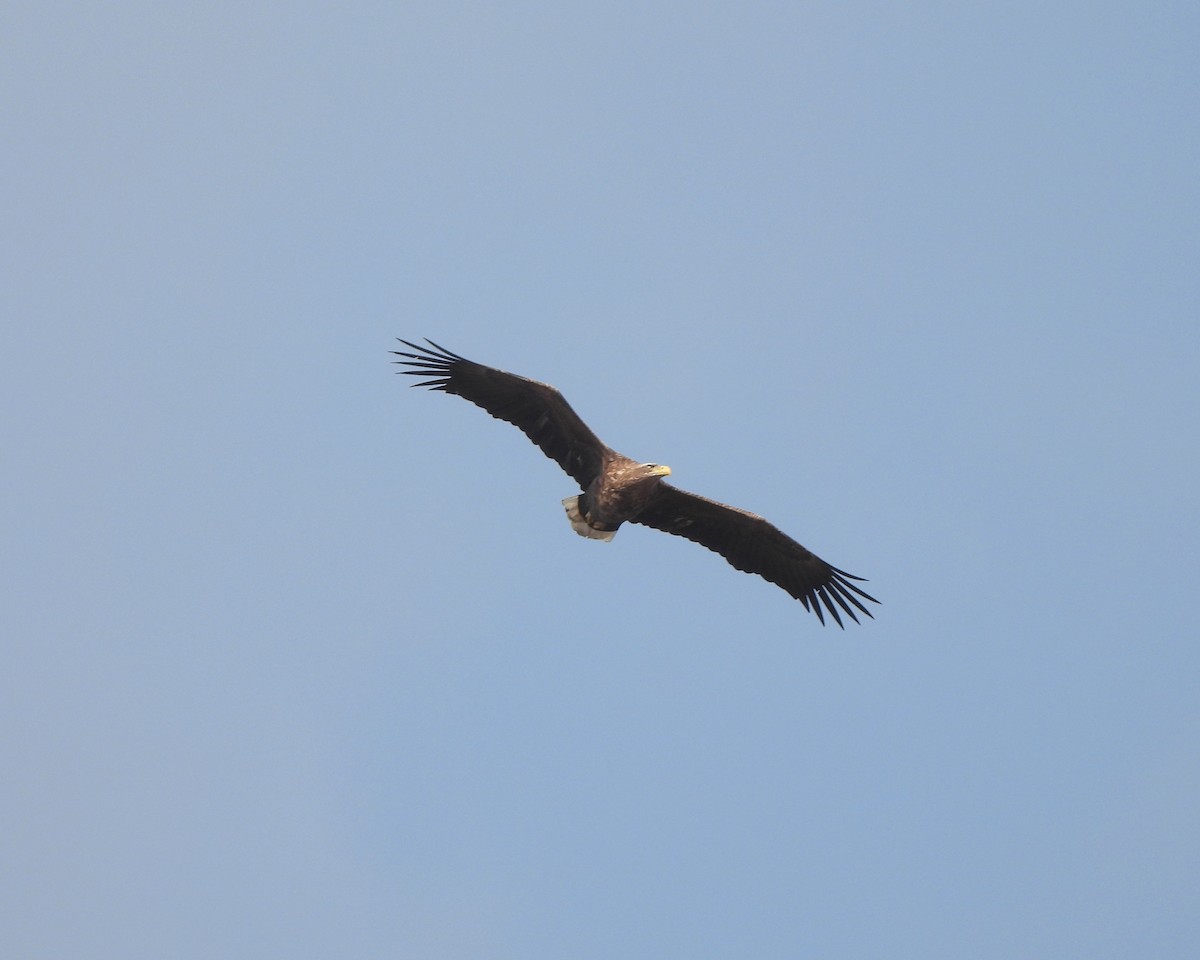 White-tailed Eagle - ML614792204