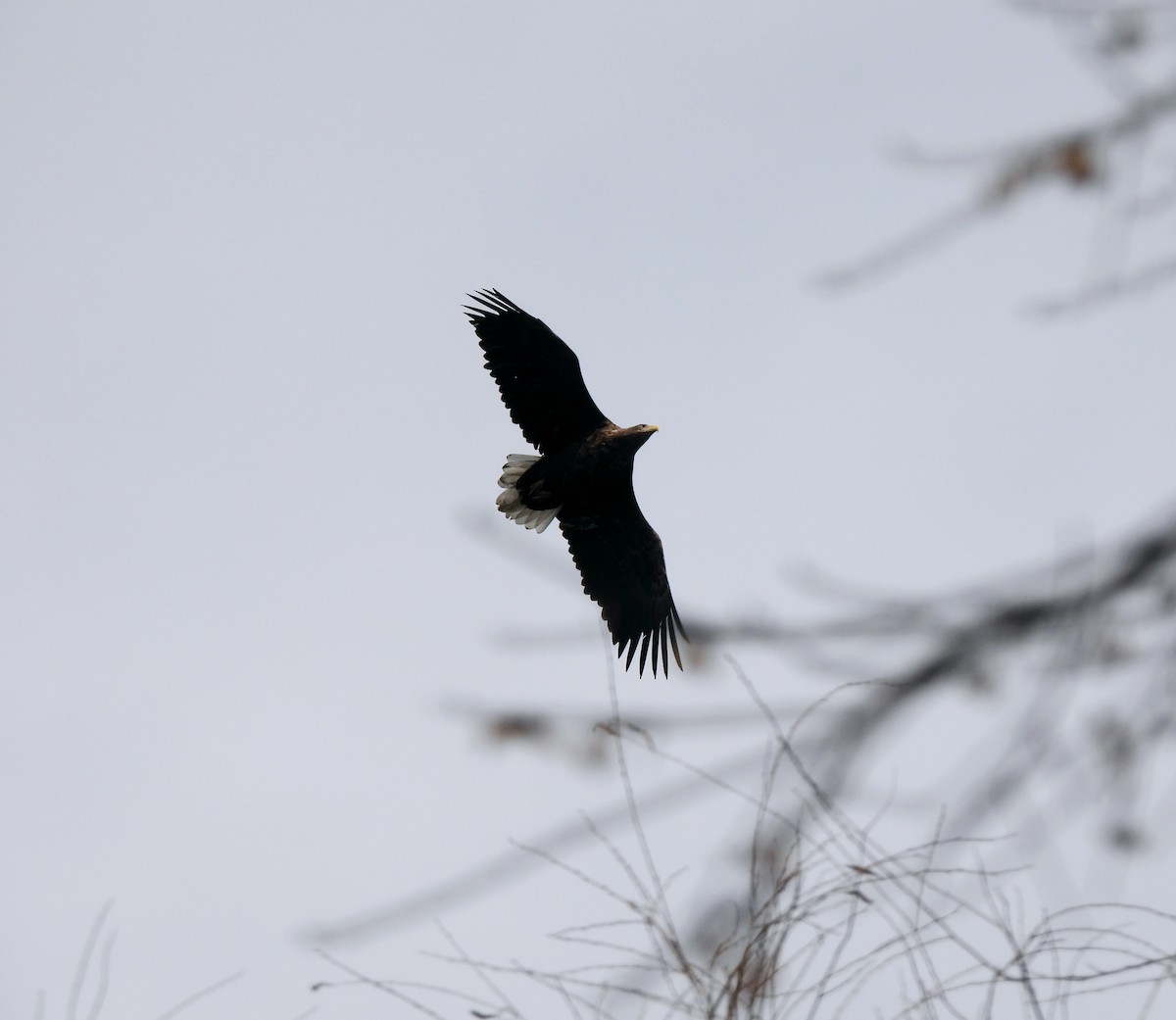 White-tailed Eagle - ML614792205