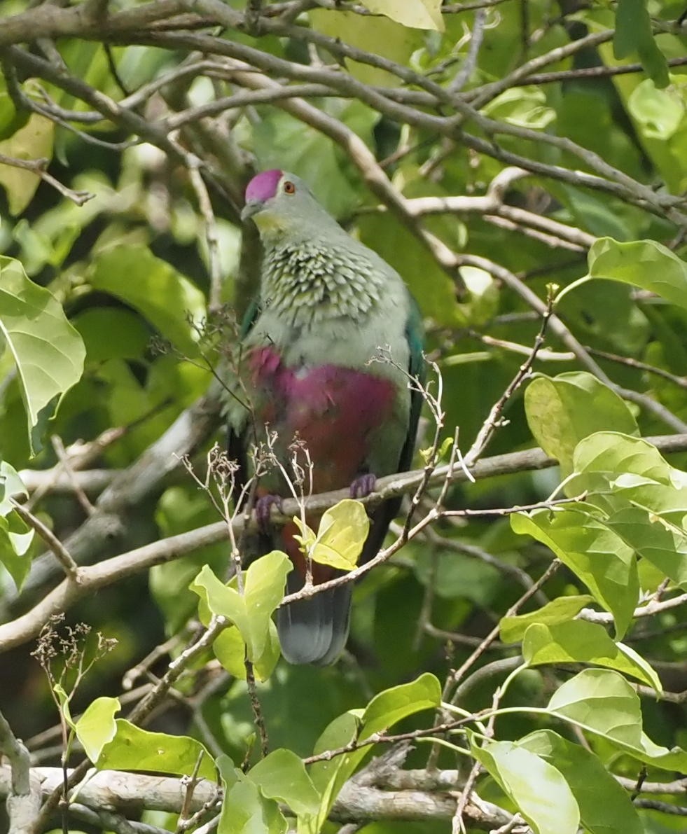 Red-bellied Fruit-Dove - Rosario Douglas