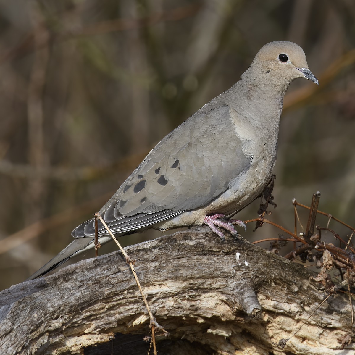 Mourning Dove - ML614792234