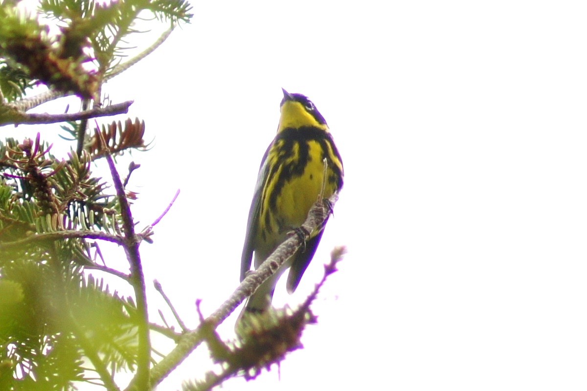 Magnolia Warbler - ML614792312