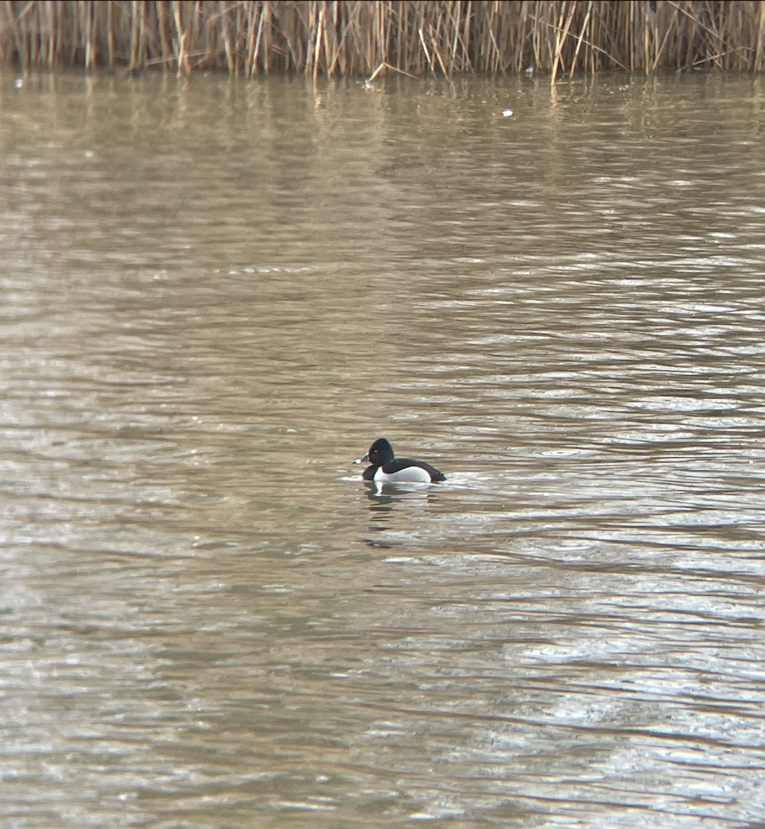 Ring-necked Duck - ML614792317