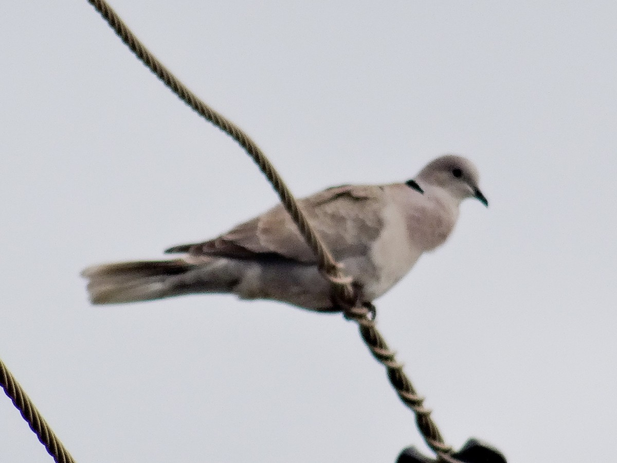 Eurasian Collared-Dove - ML614792339