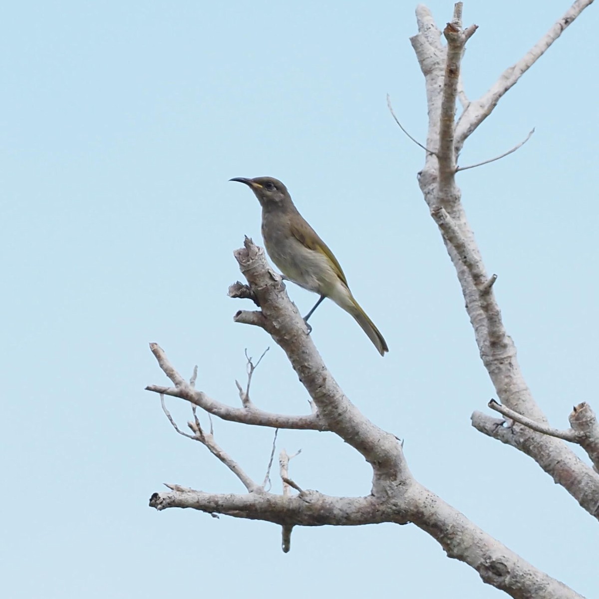 Dark-brown Honeyeater - ML614792398