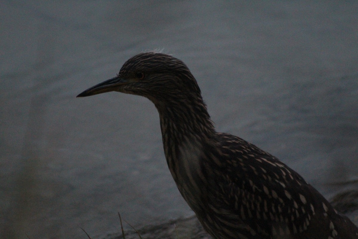 Black-crowned Night Heron - ML614792402