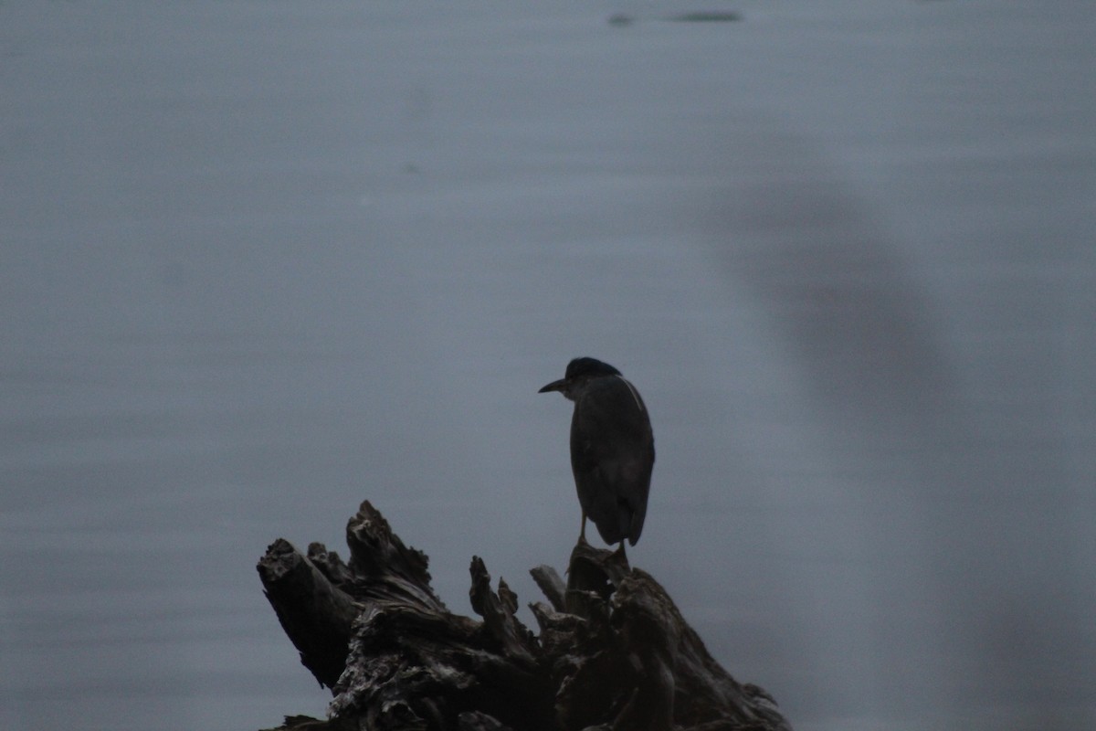 Black-crowned Night Heron - ML614792409