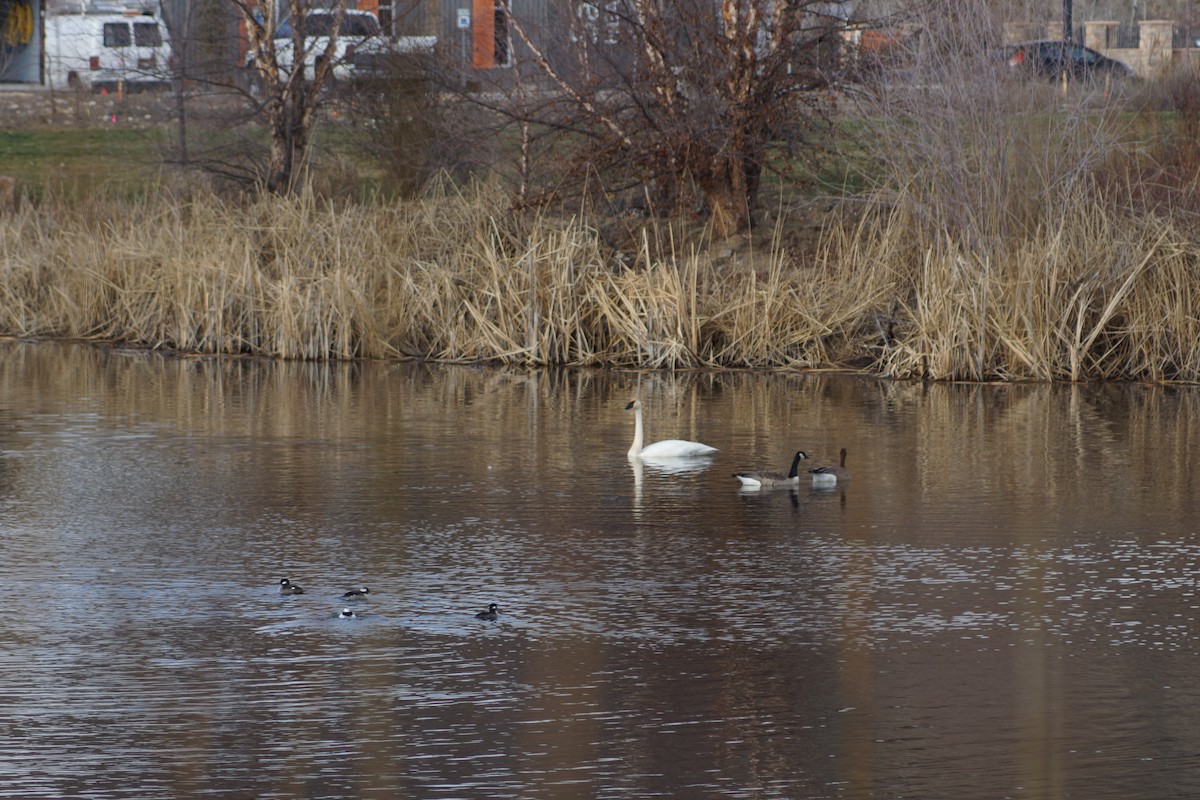 Trumpeter Swan - ML614792426