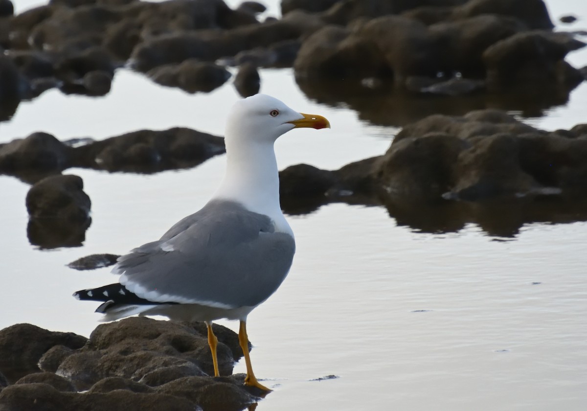 Gaviota Patiamarilla - ML614792429