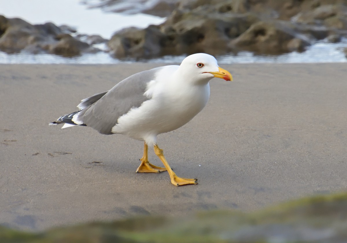 Yellow-legged Gull - ML614792492