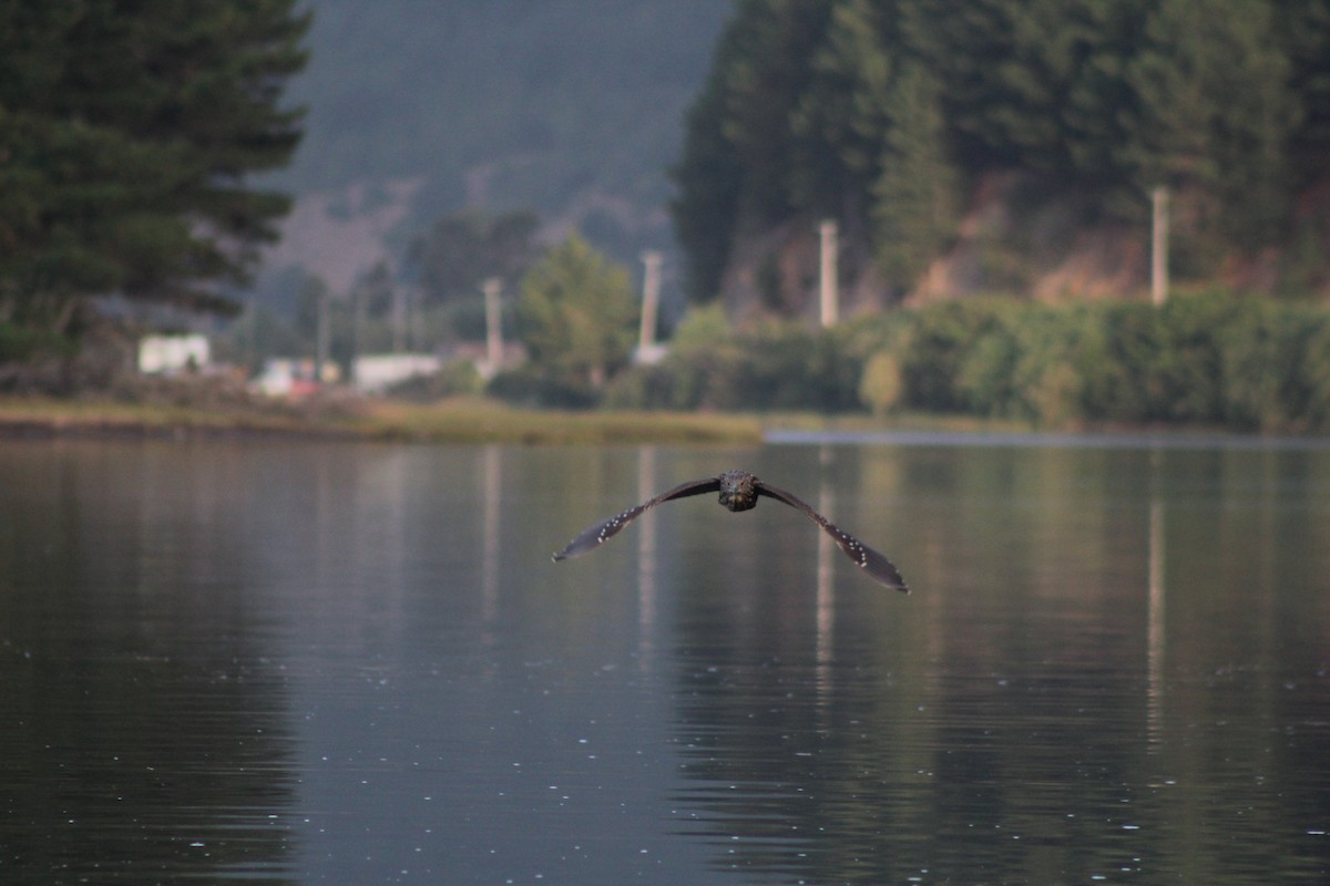 Black-crowned Night Heron - ML614792500