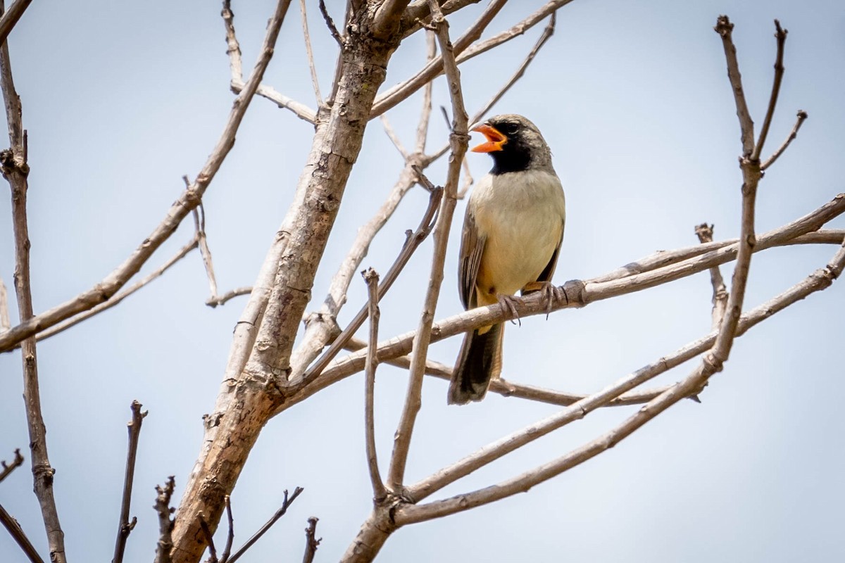 Black-throated Saltator - ML614792504