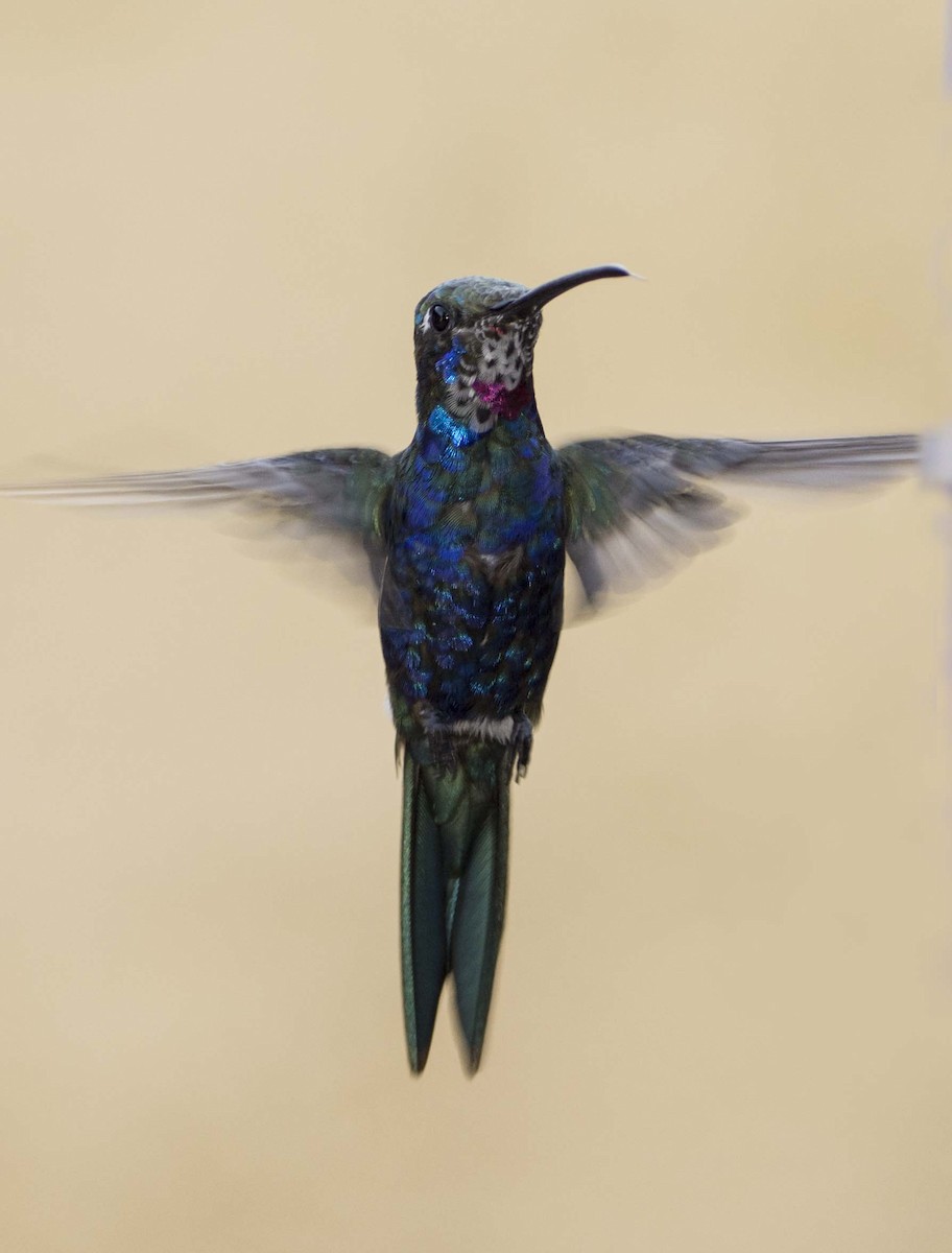 kolibřík cerradový - ML614792508